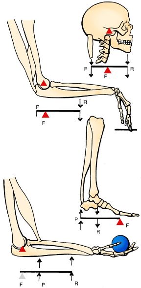 Le leve ossee. Apparato locomotore. La figura illustra alcuni tipi di leve ossee presenti nell’apparato locomotore umano. F=fulcro; P=potenza; R=resistenza.
