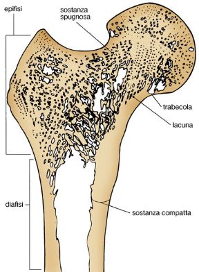 Sezione del femore. Sezione di un osso lungo. Le ossa lunghe, come il femore, si distinguono dalle altre per la forma e sono composte da una parte tubulare (diafisi) e da due terminali (epifisi).