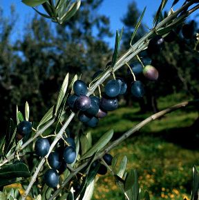 Le olive. Olivo. Pianta della famiglia delle Oleacee è coltivata in tutti i Paesi del bacino mediterraneo. Dai suoi frutti, le olive, si ricava un olio molto utilizzato in cucina, sia per la sua capacità di insaporire i piatti, sia per le sue qualità nutritive.