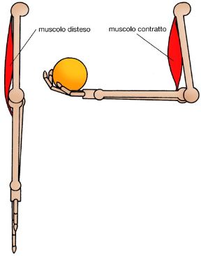 I muscoli e i segmenti ossei. Muscoli e segmenti ossei. I muscoli, organi dinamici dell'apparato locomotore, esercitano una funzione determinante nel movimento dei segmenti ossei.