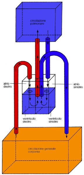 L'apparato circolatorio. Apparato circolatorio. L'apparato circolatorio provvede a che tutti gli organi del nostro corpo siano raggiunti da un'opportuna quantità di sangue e linfa.