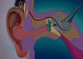 L'apparecchio acustico. Udito. In alcuni casi di diminuzione o perdita completa della funzione uditiva, l'utilizzo di un piccolo apparecchio acustico può risolvere parzialmente o totalmente il problema.