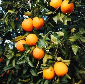 L'arancio e i suoi frutti. Arancio. Tra le piante di agrumi, è forse la più conosciuta e la più apprezzata. I suoi frutti sono molto ricercati per la dolcezza del succo e per l'alto contenuto di vitamina C che li caratterizza.