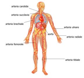 Arterie: i rami terminali e collaterali. Apparato circolatorio. I rami formati dalle arterie sono di due tipi: terminali, dovuti alla biforcazione di un tronco arterioso che cessa di esistere, come nel caso dell'arteria brachiale, o collaterali, che si distaccano da un'arteria che poi prosegue il proprio corso.