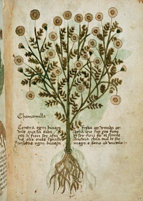 Le piante officinali: la camomilla. Piante officinali. Le virtù terapeutiche calmanti della camomilla erano note anche nel passato: come dimostra la pagina di un antico erbario. Ancora oggi i fiori di questa pianta si usano soprattutto in infusione, per la positiva influenza che esercitano sul sonno.