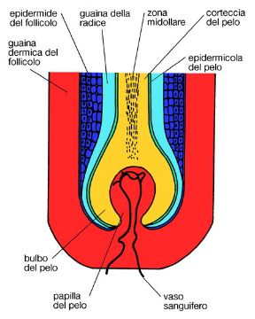 Illustrazione del pelo. Pelo. Il pelo è un annesso cutaneo, costituito prevalentemente di cheratina, che si presenta come un bastoncino in parte sporgente dalla superficie corporea, in parte contenuto in un'infossatura dell'epidermide, il follicolo pilifero.