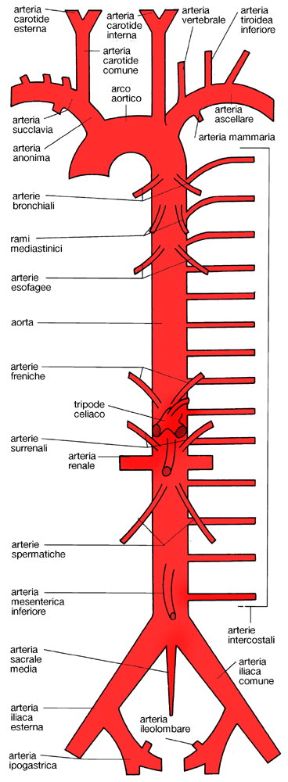 Illustrazione dell'albero vascolare arterioso. Apparato circolatorio. L'albero vascolare arterioso è composto da vasi la cui parete è costituita da una tunica intima, da una media e da una avventizia connettivale.