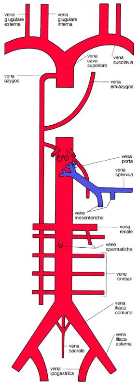 Illustrazione dell'albero vascolare venoso. Apparato circolatorio. L'albero vascolare venoso è composto da vasi con parete più sottile rispetto a quella delle arterie e formata da tre tuniche.