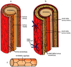 Illustrazione del vaso sanguigno. Apparato circolatorio. I vasi rappresentano le condutture dell'apparato circolatorio e hanno pareti formate da una quantità variabile di tessuto fibroelastico e muscolare. Possono essere vene (a), arterie ( b) o vasi capillari (c).
