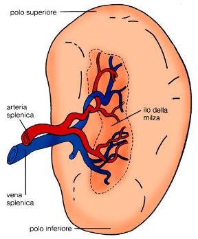 Illustrazione della milza. Milza. La milza è un organo emopoietico ed emocateretico a un tempo, visto che produce linfociti B e T, ma provvede anche all'eliminazione (emolisi) dei globuli rossi invecchiati o danneggiati.