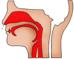 Illustrazione delle prime vie aeree. Apparato respiratorio. Passando dalle prime vie aeree (cavità nasali e paranasali), l'aria, depurata dal pulviscolo e parzialmente riscaldata, raggiunge i polmoni.