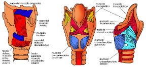 Illustrazione della laringe. Apparato respiratorio. La laringe è sostenuta da un'impalcatura fibrocartilaginea ed è dotata di una notevole muscolatura intrinseca ed estrinseca.