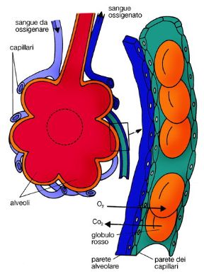 Illustrazione degli alveoli. Apparato respiratorio. L'aria presente nei polmoni è contenuta negli alveoli, piccolissimi spazi delimitati da lamine sottili di epitelio, nel cui interstizio corrono i vasi capillari.