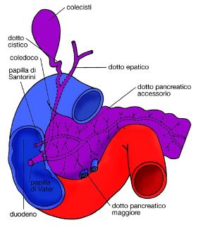 Illustrazione del pancreas. Apparato digerente. Il pancreas è un'importante ghiandola in parte esocrina in parte endocrina che produce enzimi digestivi che vengono scaricati nel duodeno.