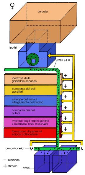 Gli effetti degli ormoni sessuali femminili. Ormoni. L'azione prodotta dagli ormoni è spesso specifica per i due sessi. La figura illustra gli effetti degli ormoni sessuali femminili.