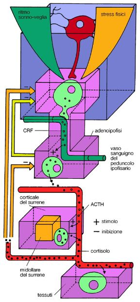 Gli effetti degli ormoni sessuali maschili. Ormoni. L'azione prodotta dagli ormoni è spesso specifica per i due sessi. La figura illustra gli effetti degli ormoni sessuali maschili.