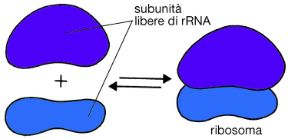 La sintesi proteica. Biologia. Il ribosoma è un apparecchio per sintetizzare le proteine, in grado di riunire nella disposizione opportuna le molecole necessarie per la reazione di sintesi.