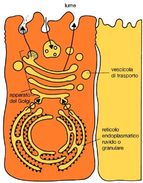 Illustrazione dei ribosomi. Biologia. I ribosomi, responsabili della sintesi delle proteine, sono legati a un complesso sistema di membrane interne alla cellula, il reticolo endoplasmatico.
