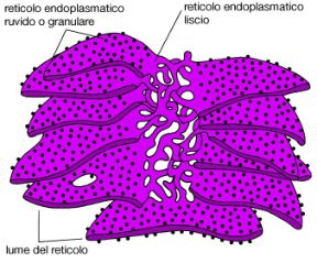 I reticoli endoplasmatici. Biologia. I ribosomi, responsabili della sintesi delle proteine, sono legati a un complesso sistema di membrane interne alla cellula, il reticolo endoplasmatico che forma due regioni funzionalmente e strutturalmente diverse: il reticolo endoplasmatico liscio e quello ruvido o granulare.