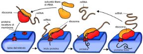 Le azioni del ribosoma. Biologia. I ribosomi che sintetizzano le proteine si trovano normalmente liberi nel citosol e si attaccano alla membrana esterna del reticolo endoplasmatico solo dopo aver riconosciuto una proteina che serve da segnale e recettore.