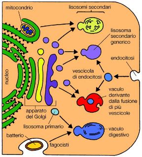 Illustrazione dei lisosomi. Biologia. I lisosomi sono vescicole che si formano nell'apparato del Golgi e racchiudono enzimi idrolitici attivi nella digestione intracellulare.