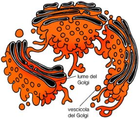 Apparato reticolare del Golgi. Biologia. L'apparato reticolare del Golgi, situato in genere nei pressi del nucleo cellulare, è formato da numerosi gruppi di cisterne appiattite impilate una sull'altra e circondate da tubuli e vescicole. 