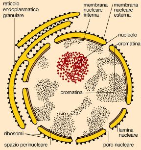Illustrazione del nucleo cellulare. Biologia. Il nucleo cellulare è un grosso organulo, in genere sferico, delimitato da un involucro costituito da due membrane a doppio strato fosfolipidico.
