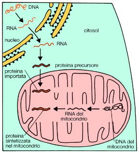 Illustrazione dei mitocondri. Biologia. I mitocondri sono la sola struttura cellulare, oltre al nucleo, a contenere materiale genetico. Il loro DNA è capace di sintetizzare alcune proteine che si trovano esclusivamente all'interno del mitocondrio stesso.