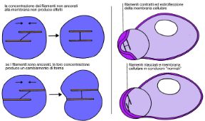Illustrazione del citoplasma. Biologia. Il citoplasma possiede una struttura organizzata: una matrice di proteine fibrose si estende dal nucleo alla membrana contribuendo a definire al forma della cellula.