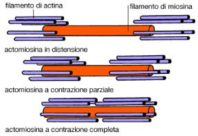 Illustrazione del movimento cellulare. Biologia. Il movimento cellulare è reso possibile dalla presenza di filamenti di actina e miosina che formano numerosi sistemi contrattili.