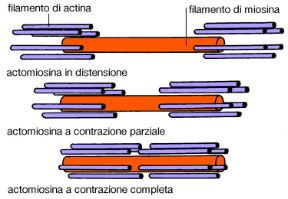 Illustrazione del movimento cellulare. Biologia. Il movimento cellulare è reso possibile dalla presenza di filamenti di actina e miosina che formano numerosi sistemi contrattili.
