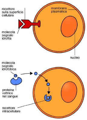 Le segnalazioni tra cellule. Tipi di recettori. Biologia. Le segnalazioni tra cellule hanno due diverse modalità: tra cellule distanti fra loro, i segnali sono scambiati indirettamente, mediante la secrezione di sostanze; se invece le cellule sono vicine,il meccanismo è diretto, grazie a strutture che mettono in comunicazione cellule adiacenti.