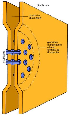 Trasmissione di segnali intercellulari. Biologia. La trasmissione di segnali intercellulari può avvenire attraverso giunzioni comunicanti costituite da piccoli canali che collegano direttamente il citoplasma di due cellule adiacenti.