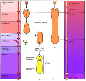 I meccanismi di trasduzione dei segnali. Biologia. I meccanismi di trasduzione dei segnali che raggiungono la cellula vengono trasportati, convertiti e amplificati per consentirle di rispondere in maniera adeguata.