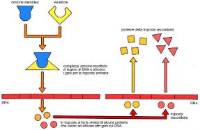 Risposta primaria e secondaria. Biologia. Dopo essersi modificato, il recettore proteico per gli ormoni steroidei entra nel nucleo e si lega col DNA (risposta primaria). Quando i prodotti della risposta primaria si legano a loro volta col DNA, si ha una risposta secondaria.