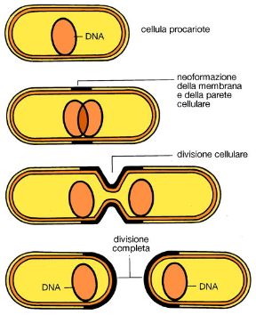 Le cellule procariote. Biologia. Nelle cellule procariote il genoma consiste in una singola molecola di DNA circolare che si replica prima della citodieresi, il processo di separazione delle cellule.