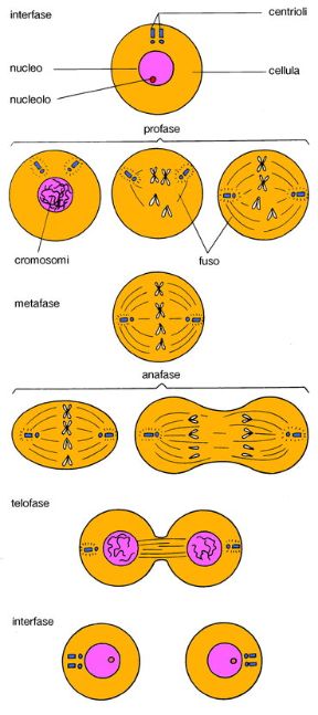La mitosi asessuata. Biologia. La mitosi o divisione cellullare asessuata dà origine a due cellule figlie identiche alla precedente e con il suo stesso numero di cromosomi.