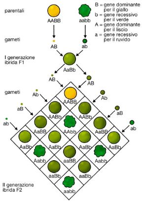 Tavola delle leggi di Mendel. Biologia. Le leggi di Mendel sintetizzano l'insieme di osservazioni, riguardanti il meccanismo della trasmissione naturale dei caratteri specifici (ereditari) da una generazione all'altra. La figura illustra la seconda legge.