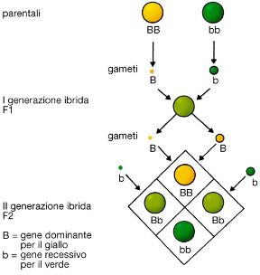 Tavola delle leggi di Mendel. Biologia. Le leggi di Mendel sintetizzano l'insieme di osservazioni, riguardanti il meccanismo della trasmissione naturale dei caratteri specifici (ereditari) da una generazione all'altra. La figura illustra la prima legge.