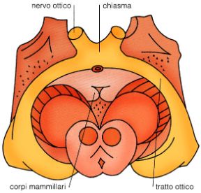 Illustrazione del chiasma ottico. Chiasma ottico. Questa formazione interemisferica, di forma laminare, è situata alla base del cervello, sotto il corpo calloso e davanti al tuber cinereum. 