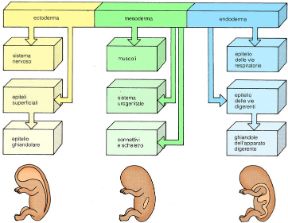 Illustrazione dei foglietti embrionali. Foglietti embrionali. Ectoderma, mesoderma ed endoderma sono i tre foglietti embrionali che si formano nelle prime fasi di sviluppo dell'embrione. Da ognuno origineranno organi e tessuti diversi.