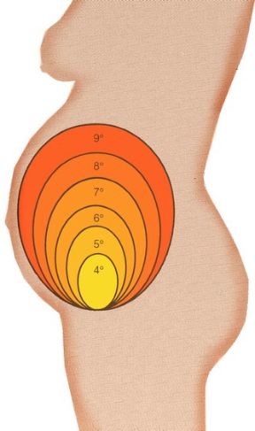 Illustrazione degli stadi della gravidanza. Gravidanza. Con il passare dei mesi di gravidanza la posizione del fondo dell’utero subisce alcune variazioni come illustrato in figura.