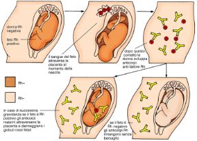 Descrizione della incompatibilità materno-fetale. Incompatibilità materno-fetale. Il controllo del gruppo sanguigno e del fattore Rh prima o durante il concepimento permette di evitare una situazione di incompatibilità materno-fetale.