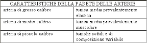 La parete dei vasi arteriosi. Apparato circolatorio. La tabella illustra le caratteristiche della parete dei vasi arteriosi.