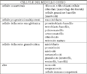 Le cellule del midollo osseo. Midollo osseo. La tabella illustra i vari tipi di cellule contenute nel midollo osseo.