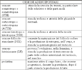 Gli ormoni adenoipofisari. Ormoni adenoipofisari. Il lobo anteriore dell'ipofisi è formato da elementi ghiandolari che controllano l'elaborazione di numerosi ormoni.