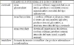 Gli ormoni prodotti dalle ghiandole surrenali. Ghiandole surrenali. Le ghiandole surrenali producono specifici ormoni come l'adrenalina e la noradrenalina.