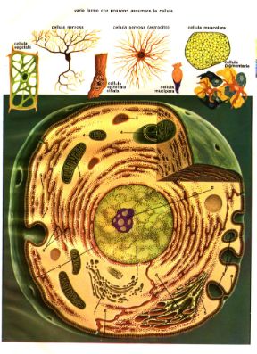 Descrizione della cellula. Cellula. (1) nucleo; (2) nucleoli; (3) citoplasma; (4) mitocondri; (5) lisosomi; (6) reticolo endoplasmico; (7) apparato del Golgi; (8) membrana cellulare; (9) invaginazioni della membrana.