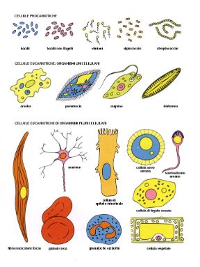 Descrizione della cellula. Biologia. La cellula è l'unità fondamentale della materia vivente. È dotata di capacità riproduttiva e di organizzazione autonoma dal punto di vista sia morfologico sia funzionale.