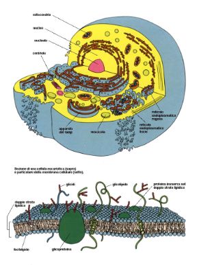 Descrizione della cellula eucariote. Biologia. La cellula eucariote è dotata di nucleo provvisto di membrana e la sua riproduzione avviene per mitosi tipica. 